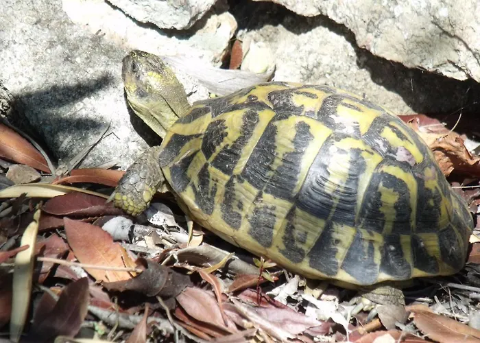 Maison & Piscine Privee Vue Panoramique Tres Calme Independant *