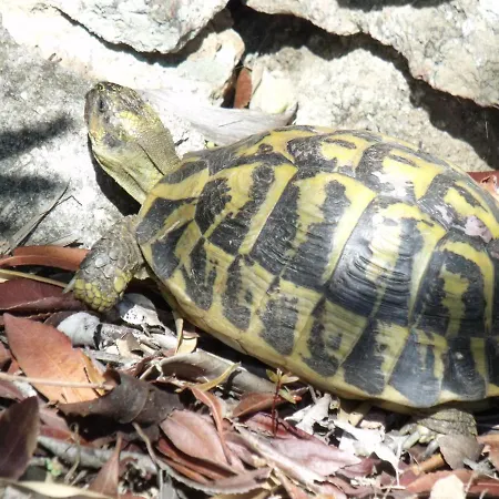 Maison & Piscine Privee Vue Panoramique Tres Calme Independant *